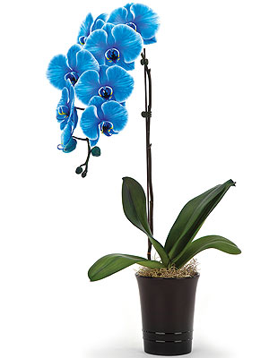 Tek Dall Mavi Orkide