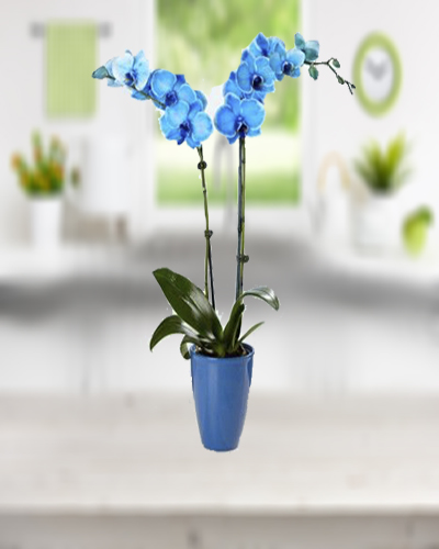 ift Dall Mavi Orkide