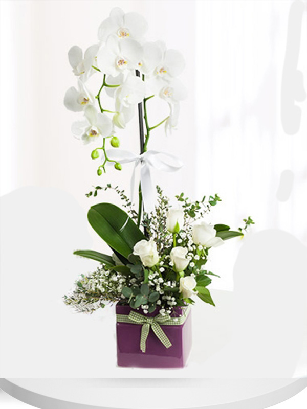 beyaz-inci-orkide-ve-guller